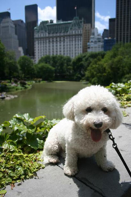 can i bring my dog to central park