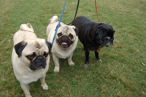 Pet Fest en Nueva York Pet Fest en Nueva York