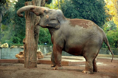 Roma con niños: visita al Bioparco