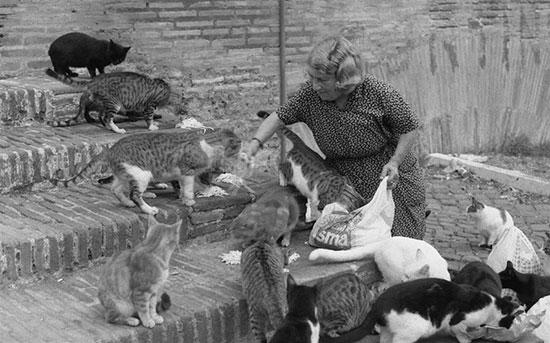 Roma y las Gattare Roma y las Gattare
