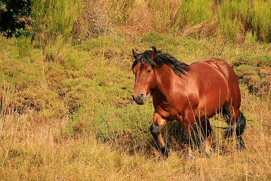 Veraneando en la montaña Veraneando en la montaña
