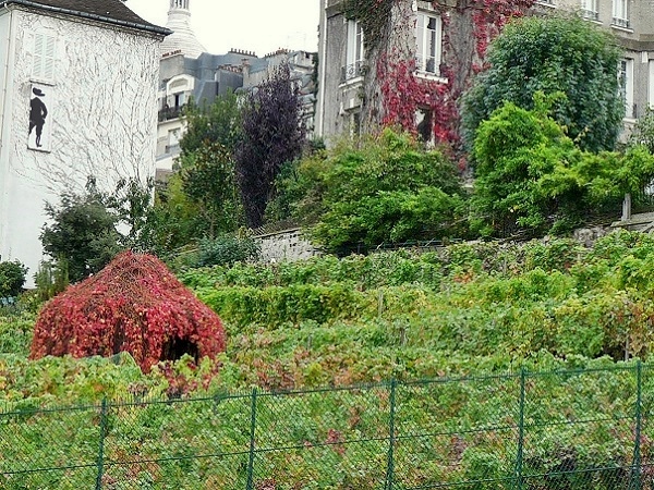 Weinberg Montmartre