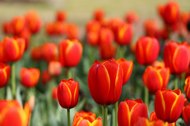 tulips day