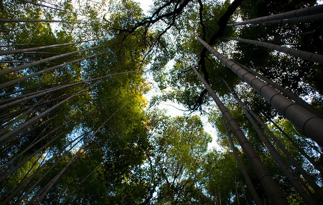 Bambú de Arashiyama