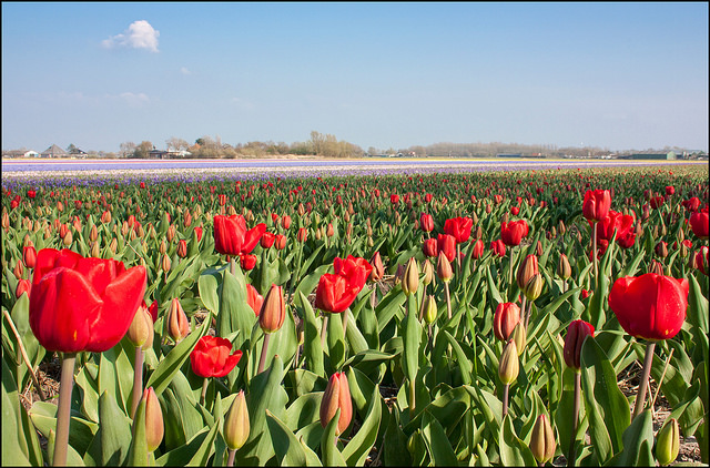 tulipanes holanda