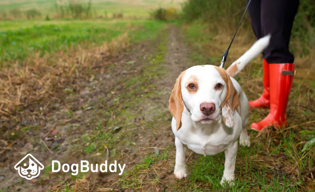 Viajes y mascotas: ¿son incompatibles? Viajes y mascotas: ¿son incompatibles?