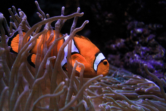 Oceanário de Lisboa