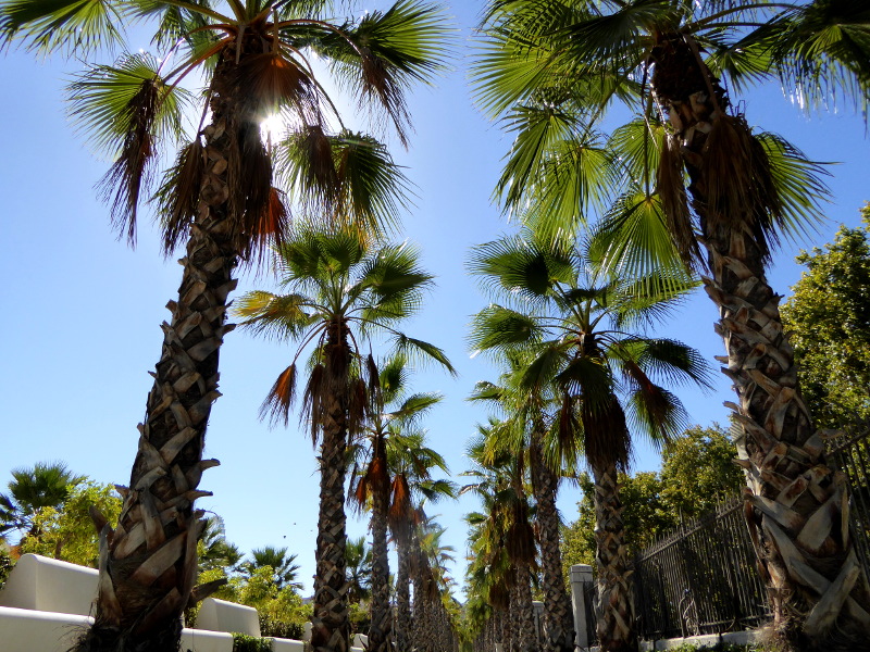 Palmen Malaga Freibeuter reisen