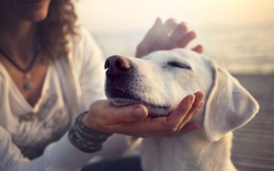 ¿De vacaciones? Deja a tu mascota en buenas manos